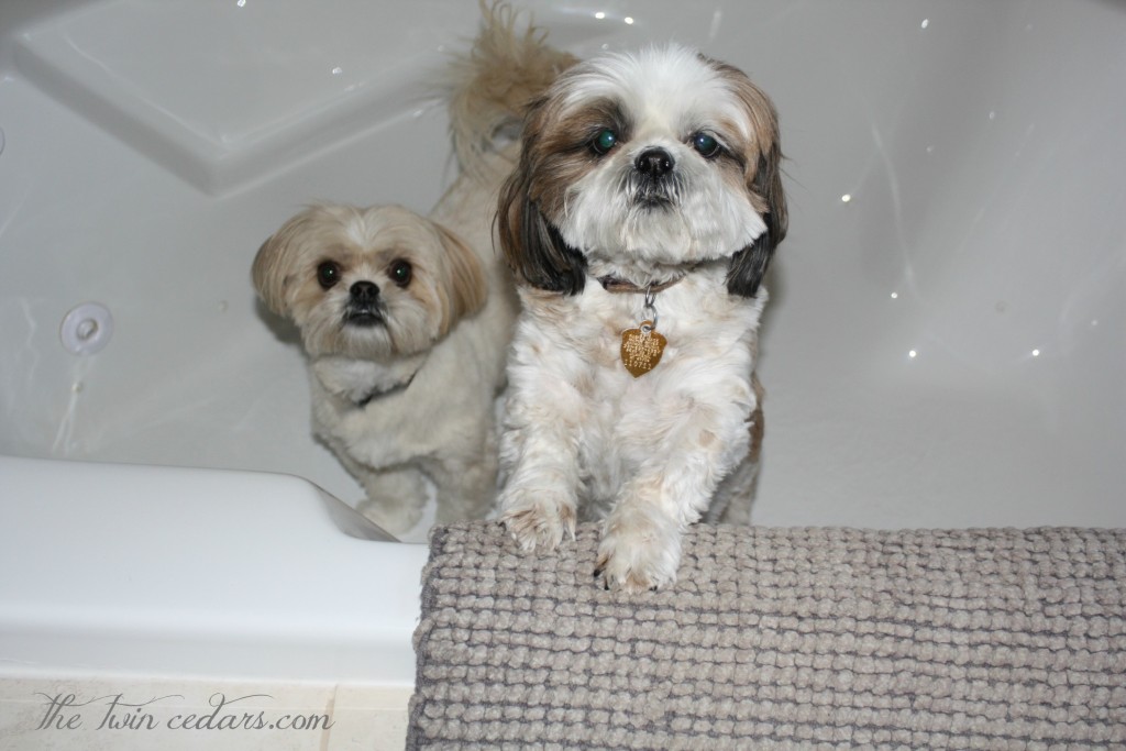 doggies in the master bathroom tub