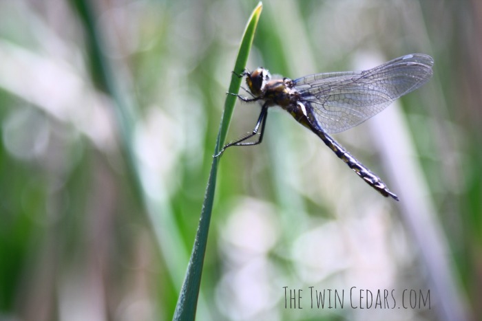 dragon-fly-1