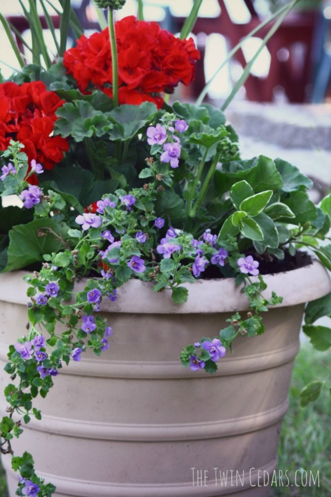 beautiful geranium plantings