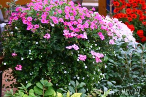 Outdoor Planters tips and tricks for the best blooms