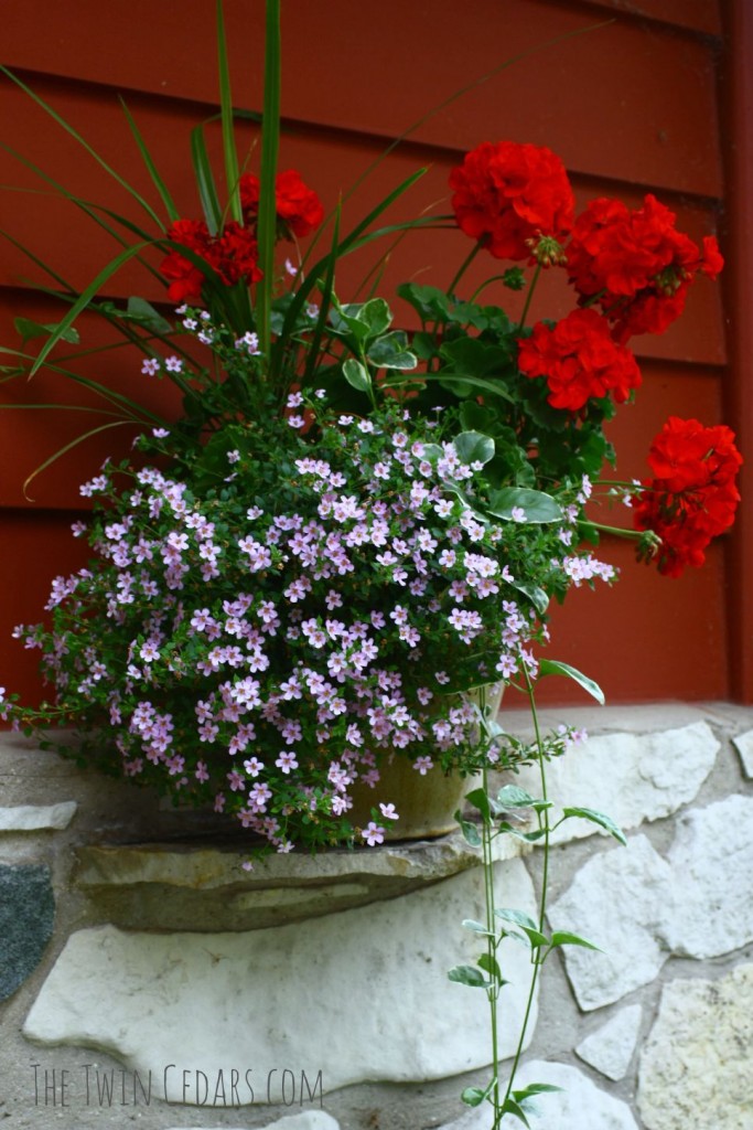 Outdoor planters tips and tricks for the best blooms all summer long!