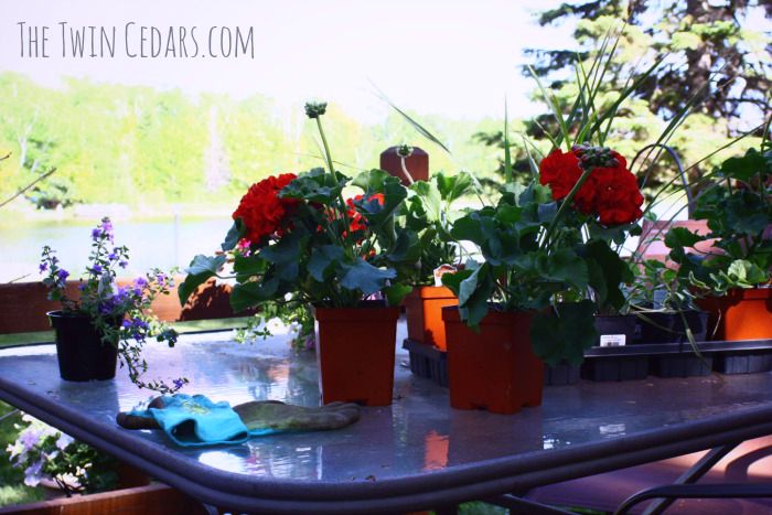 Easy Geranium Combination | The Twin Cedars