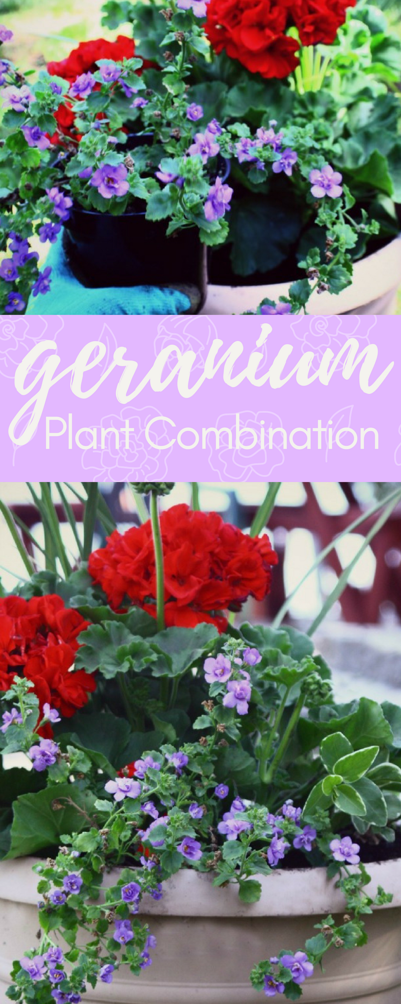 The easiest plant combination featuring Geraniums, a great sturdy, vibrant summer flower. Very showy blooms that last all summer and into fall! #TheTwinCedars #geraniums #flowers #gardening #redandpurple