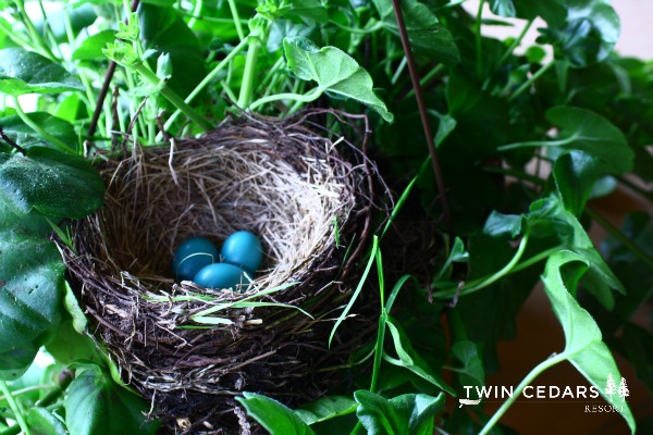 Twin Cedars Resort robins nest