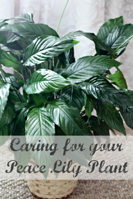 How to Care for your Peace Lily