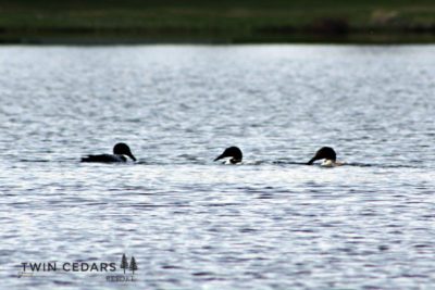 Our Loons at Twin Cedars, spring 2016