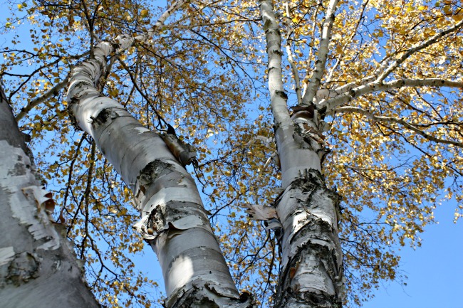 birch-tree-at-twin-cedars-resort