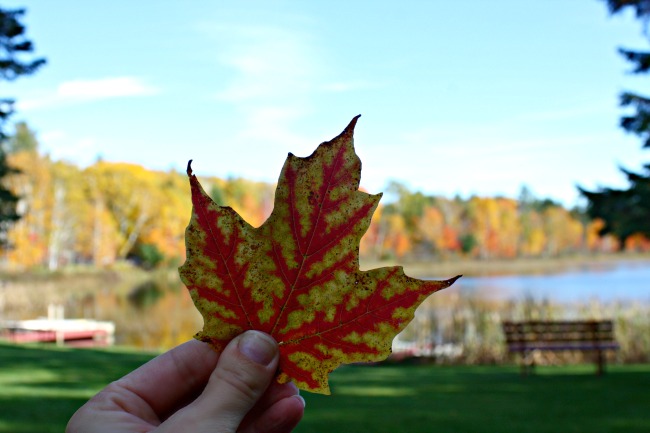 changing-leaves-twin-cedars-fall-2016