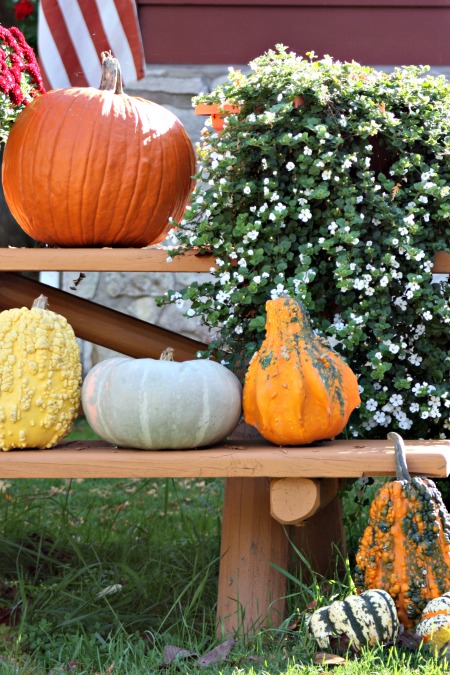 gourds-for-fall-2016