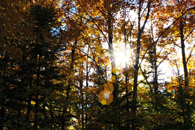 sunburst-through-the-trees-fall-2016