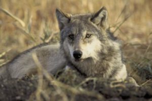 Michigan wolf facts