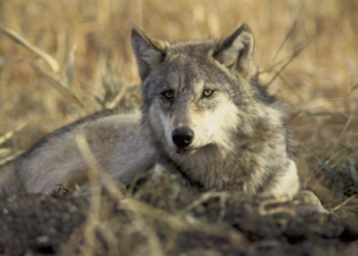 Wolf Facts for outdoorsmen who venture in and around Michigan's Upper Peninsula. Everything you need to know before going through the woods. #TheTwinCedars #wolffacts #wolves #Michigan #UpperPeninsula #wildlife #outdoors
