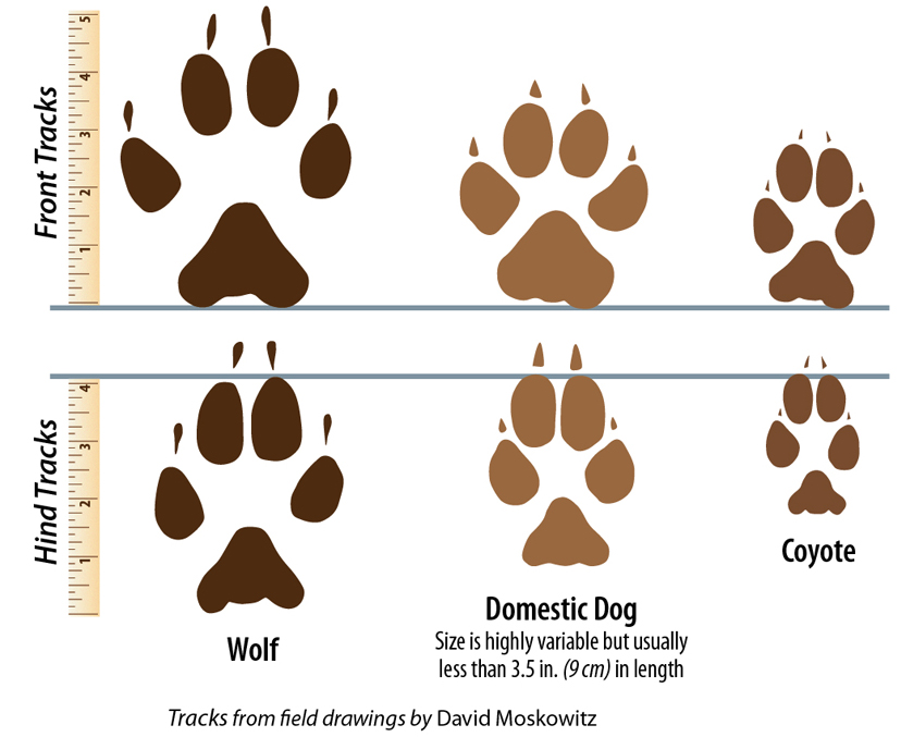 Track Size Comparison. Wolf Facts for outdoorsmen who venture in and around Michigan's Upper Peninsula. Everything you need to know before going through the woods. #TheTwinCedars #wolffacts #wolves #Michigan #UpperPeninsula #wildlife #outdoors