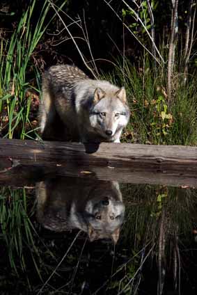 Wolf Facts for outdoorsmen who venture in and around Michigan's Upper Peninsula. Everything you need to know before going through the woods. #TheTwinCedars #wolffacts #wolves #Michigan #UpperPeninsula #wildlife #outdoors