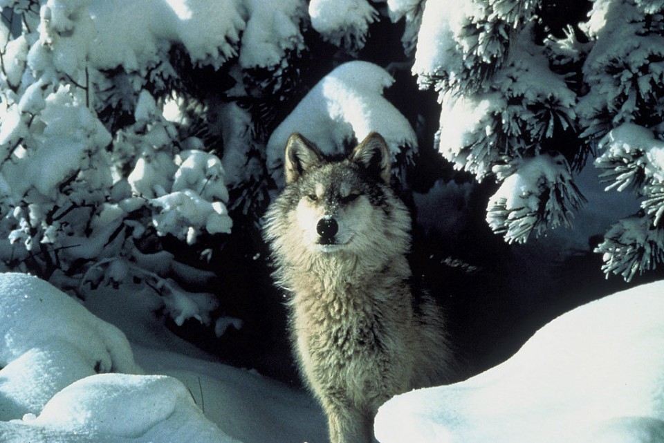 Wolf Facts for outdoorsmen who venture in and around Michigan's Upper Peninsula. Everything you need to know before going through the woods. #TheTwinCedars #wolffacts #wolves #Michigan #UpperPeninsula #wildlife #outdoors