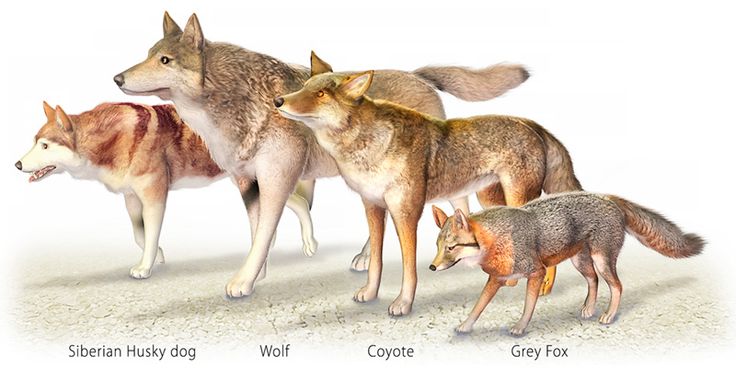 wolf facts size comparison. Wolf Facts for outdoorsmen who venture in and around Michigan's Upper Peninsula. Everything you need to know before going through the woods. #TheTwinCedars #wolffacts #wolves #Michigan #UpperPeninsula #wildlife #outdoors