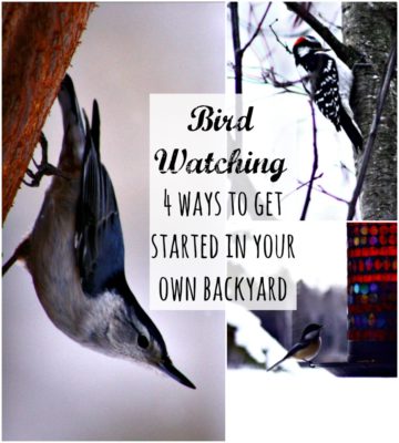 Bird Watching is a thing! 4 ways to get started