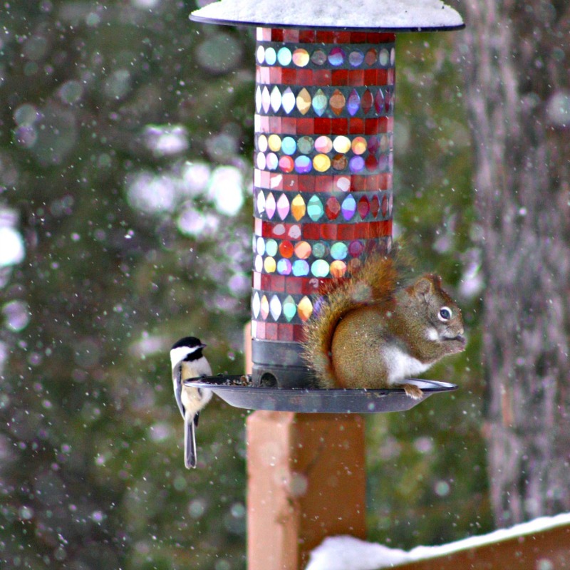 Bird Watching 4 ways to get started