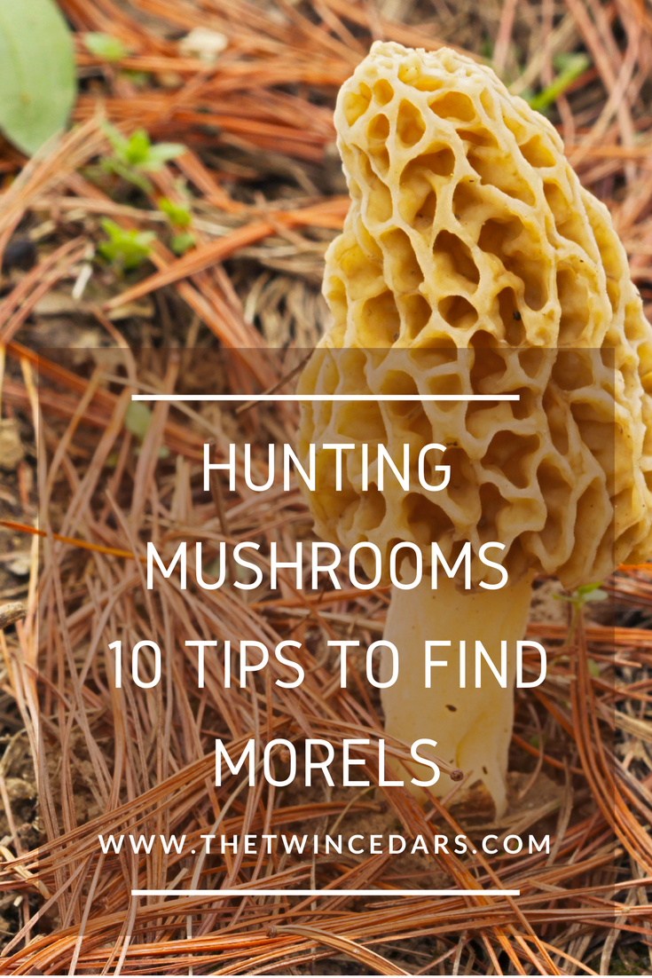 Morel Mushroom hunting: 10 tips you may not know that'll have you finding that delicious fungus. #TheTwinCedars #morels #mushroomhunting #outdoors #explore #Michigan #UpperPeninsula