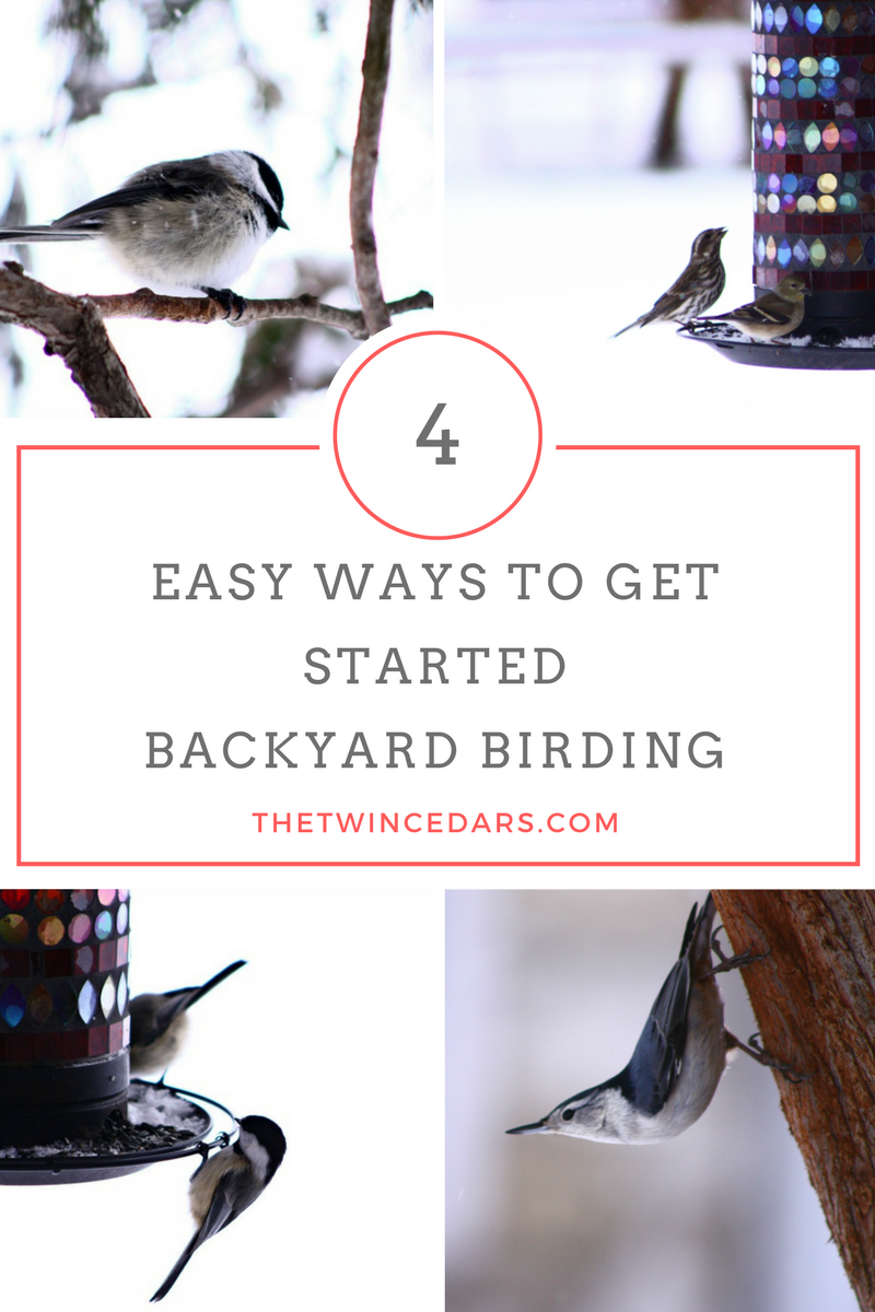 Bird Watching is a thing! 4 easy ways to get started right in your own backyard! #TheTwinCedars #backyardbirding #birdwatching #birds