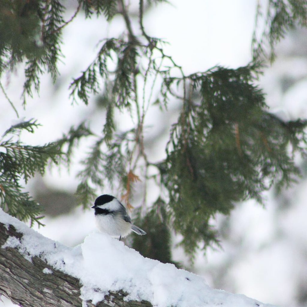 backyard birding chickadee at The Twin Cedars