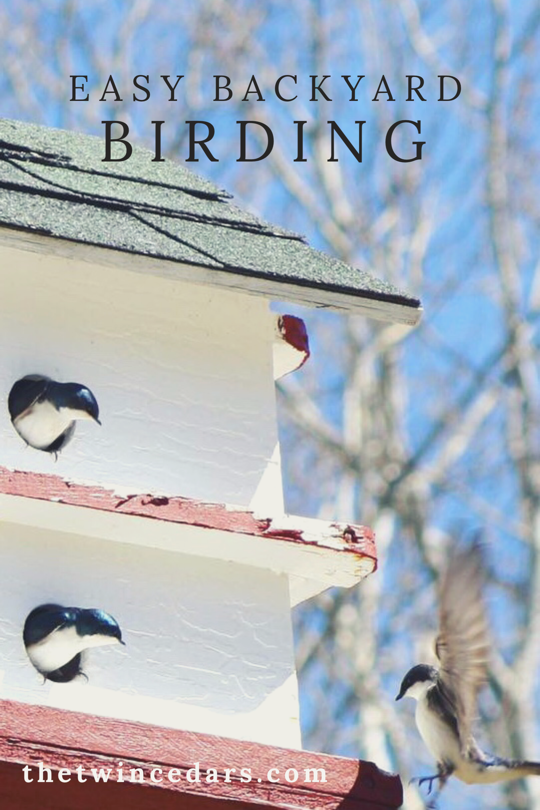 backyard birding swallows claiming houses