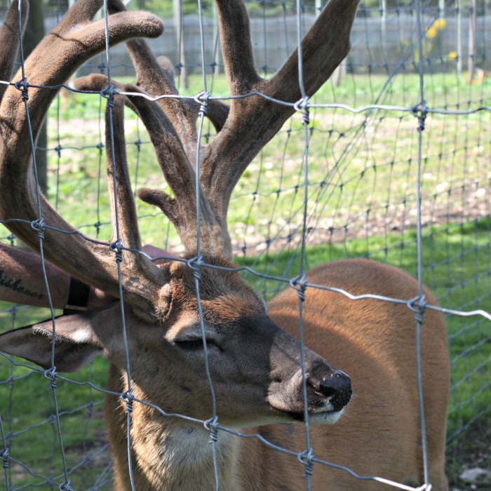 huge buck at The Deer Ranch