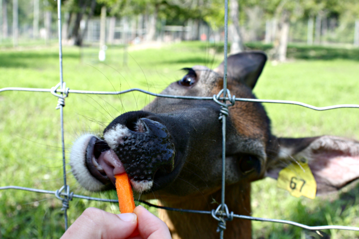 Our visit to The Deer Ranch in St Ignace Michigan. Lots of pictures of these sweet creatures and a bit of hunting updates for the Eastern U.P. #TheTwinCedars #deerranch #deer #familytravel #michiganattractions #UpperPeninsula