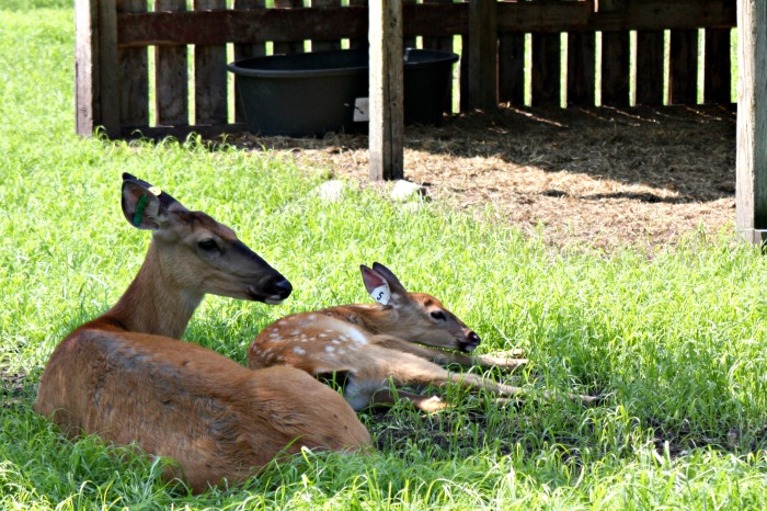 Mama and baby deer at the deer ranch