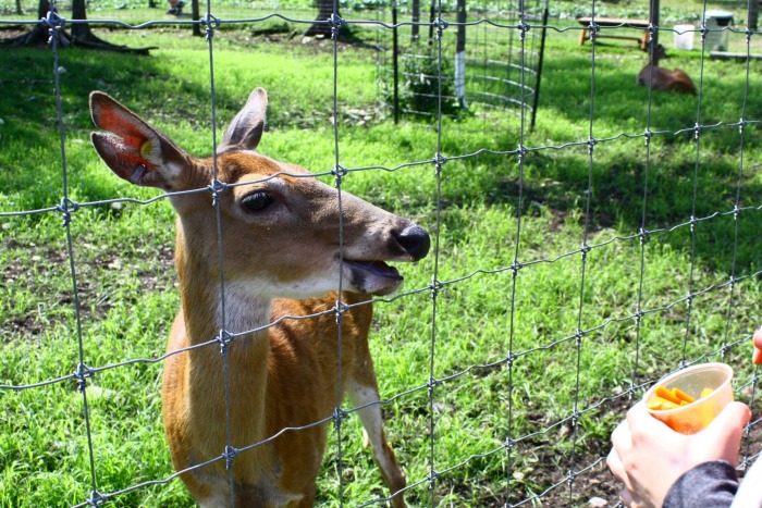 Deer Ranch St Ignace