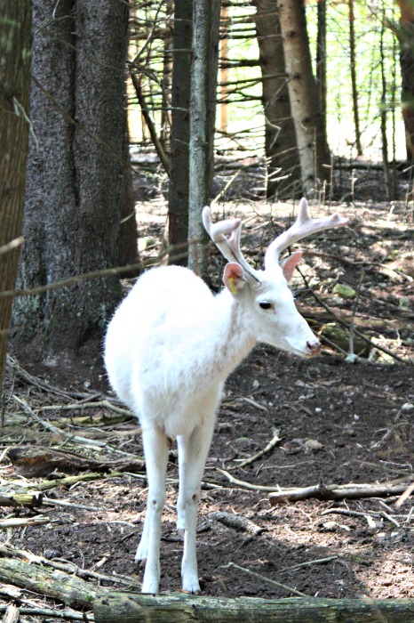 Our visit to The Deer Ranch in St Ignace Michigan. Lots of pictures of these sweet creatures and a bit of hunting updates for the Eastern U.P. #TheTwinCedars #deerranch #deer #familytravel #michiganattractions #UpperPeninsula