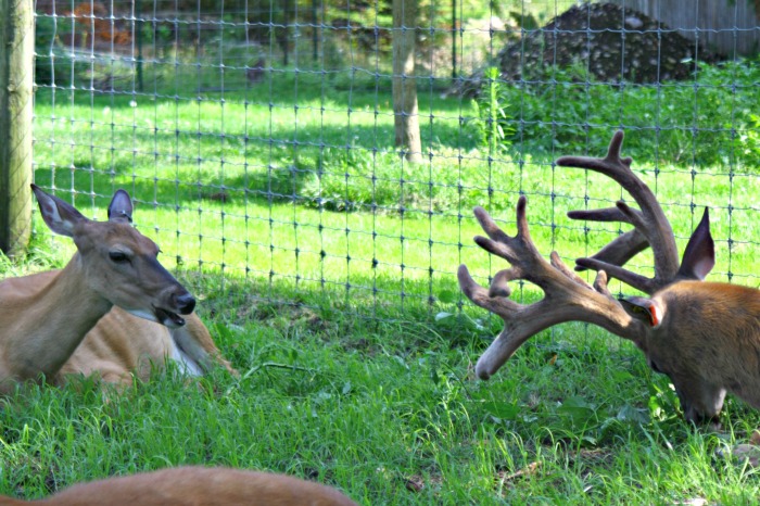 The Deer Ranch St Ignace Michigan