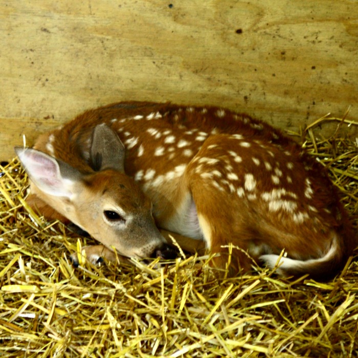 fawn at The Deer Ranch 