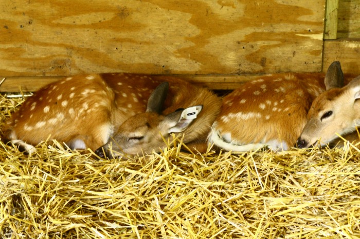 fawn barn at The Deer Ranch 