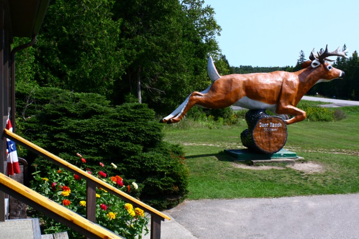 Our visit to The Deer Ranch in St Ignace Michigan. Lots of pictures of these sweet creatures and a bit of hunting updates for the Eastern U.P. #TheTwinCedars #deerranch #deer #familytravel #michiganattractions #UpperPeninsula