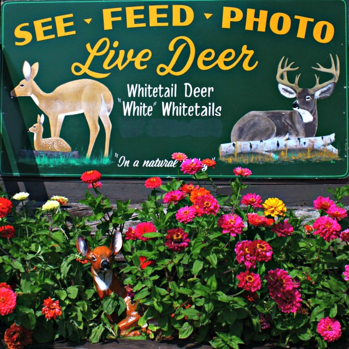 Our visit to The Deer Ranch in St Ignace Michigan. Lots of pictures of these sweet creatures and a bit of hunting updates for the Eastern U.P. #TheTwinCedars #deerranch #deer #familytravel #michiganattractions