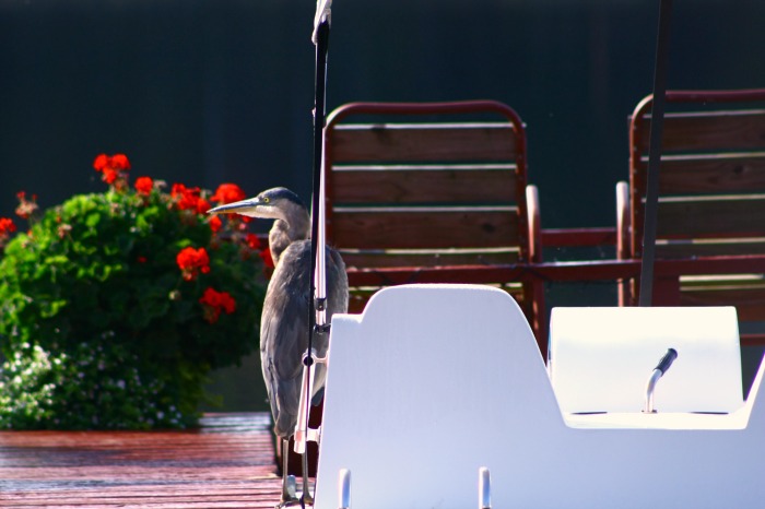 Great Blue Heron 