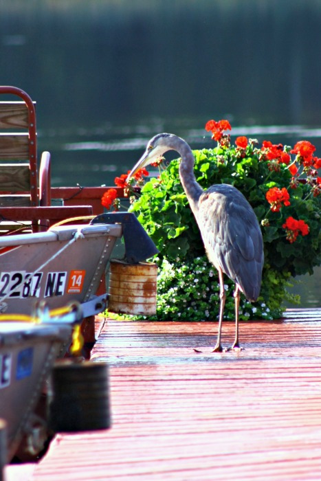 Great Blue Heron