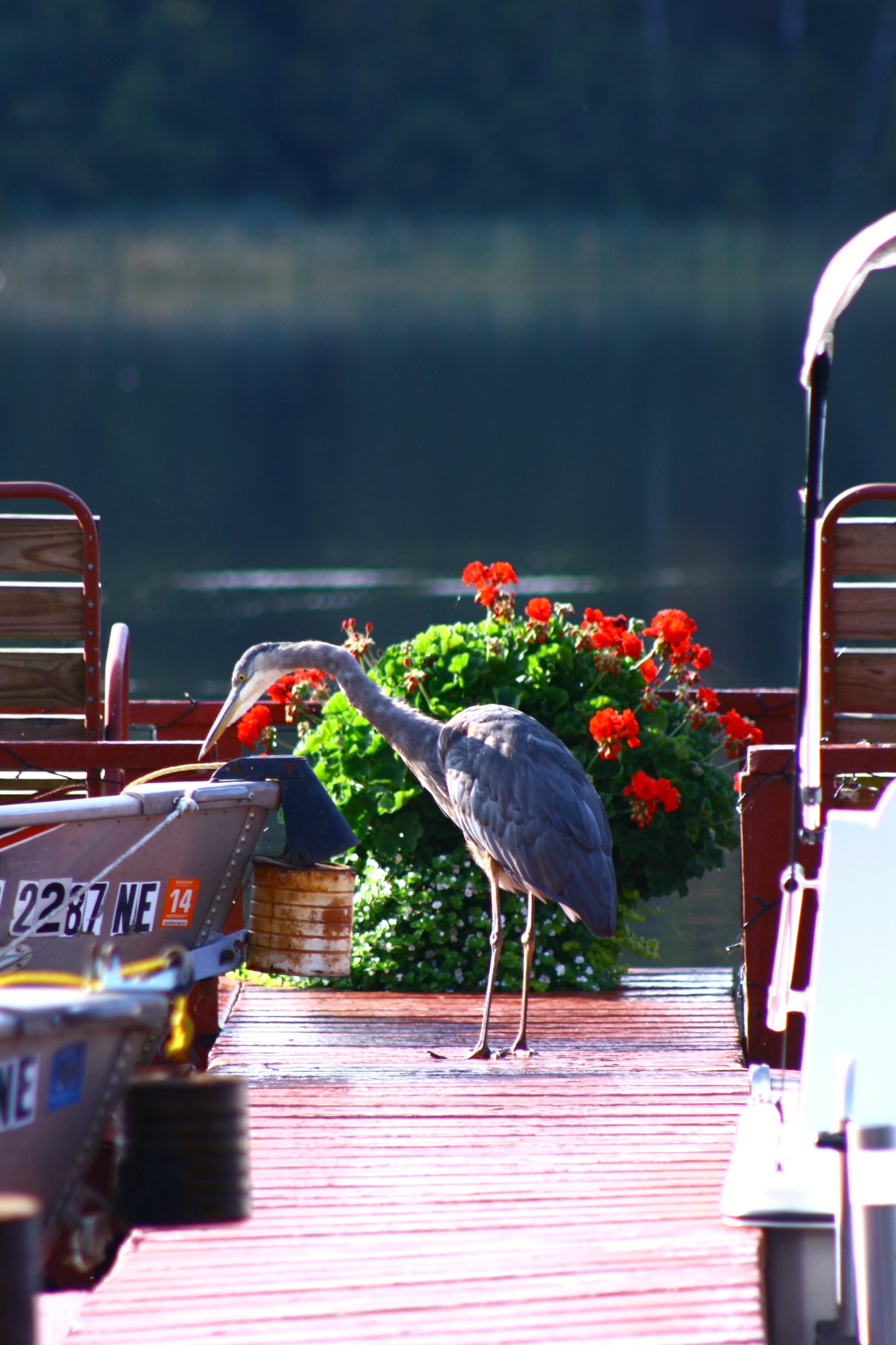 Great Blue Heron 