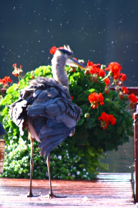 Great Blue Heron