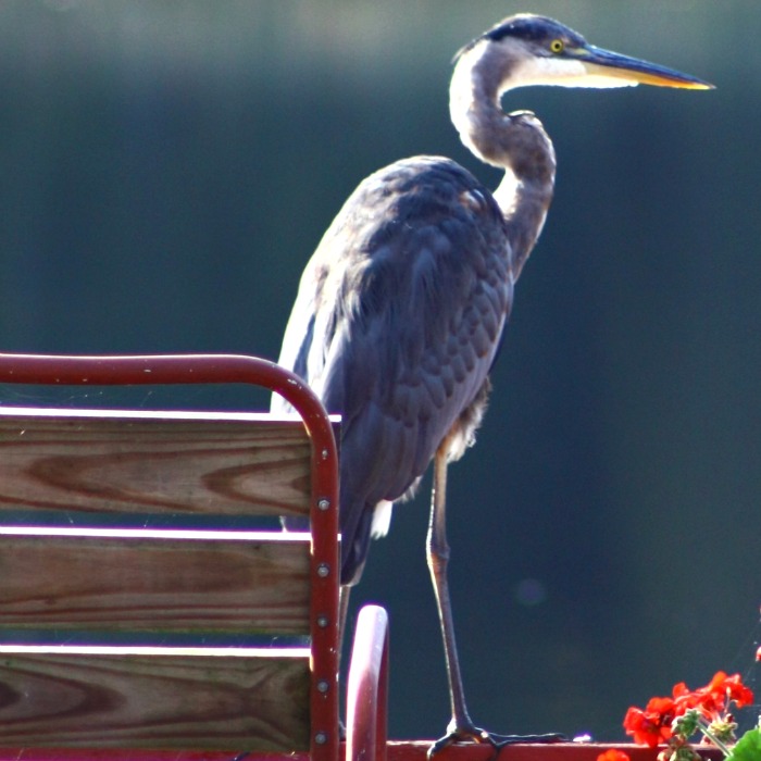 Great Blue Heron 