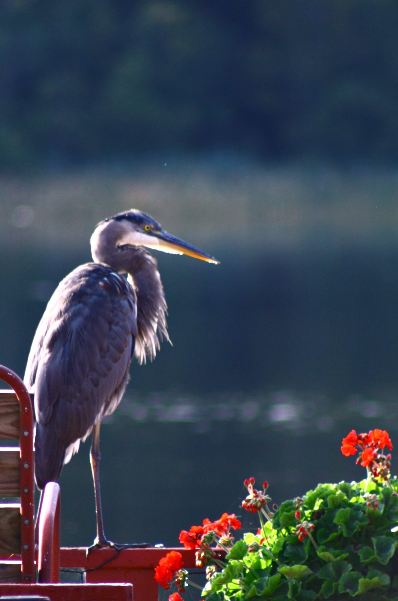 Great Blue Heron