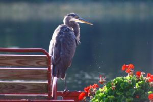 Great Blue Heron