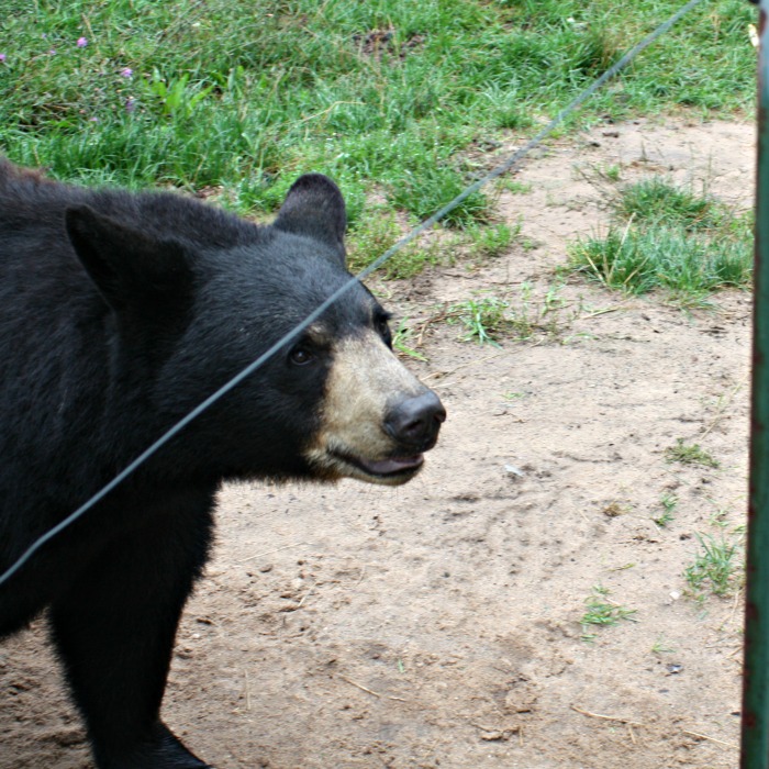 Oswald's Bear Ranch in Newberry Michigan, a fun family adventure. #TheTwinCedars #familyfun #Michigan #UpperPeninsula #adventure #explore #wildlife