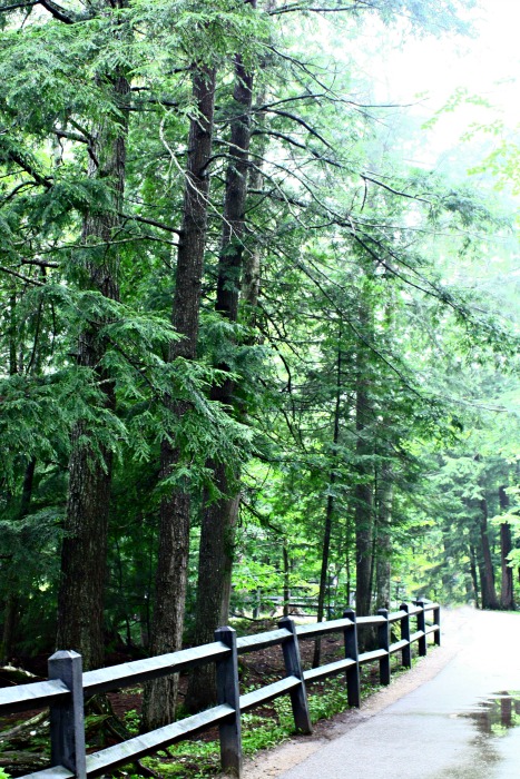 Path to Tahquamenon Falls. Tahquamenon Falls in the Upper Peninsula of Michigan is quite the site to see. Amazing and powerful! #TheTwinCedars #waterfalls #Michigan #travel #explore