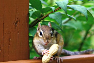 It’s ok to be a little nutty…this chipmunk!