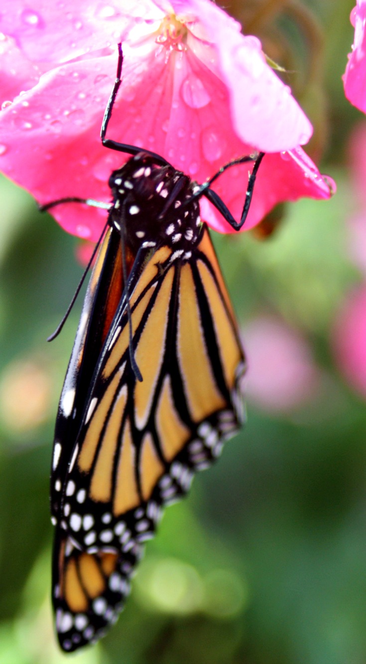 Caterpillar to Butterfly