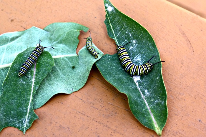 Monarch Caterpillar Stages