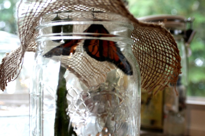 Monarch Caterpillar Stages