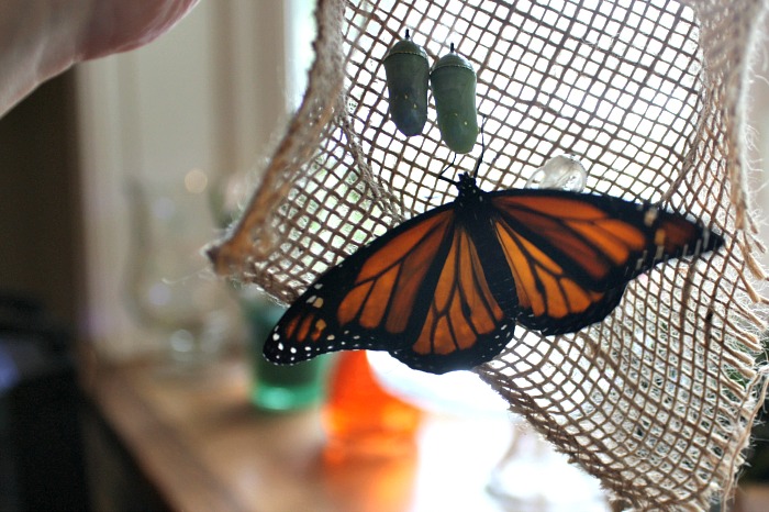 Monarch Caterpillar Stages